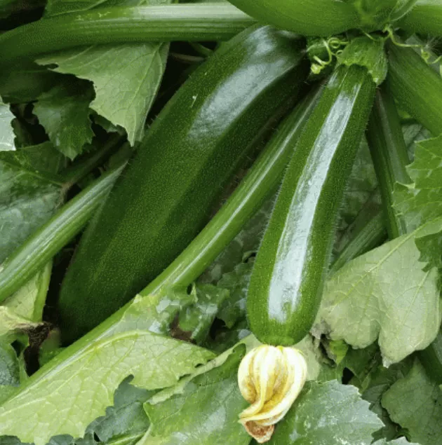 dark-green-zucchini Dark Green Zucchini