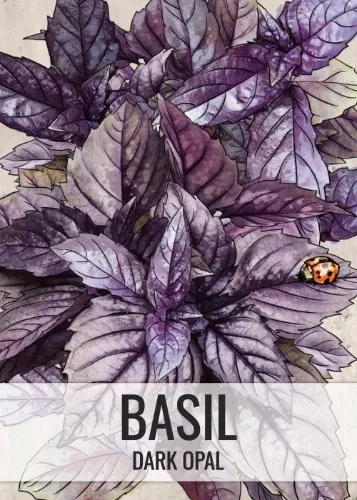 Dark Opal Basil Seeds For Planting (Ocimum basilicum)