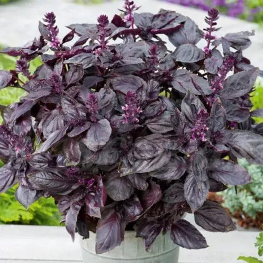 dark-opal-purple-basil Dark Opal Purple Basil