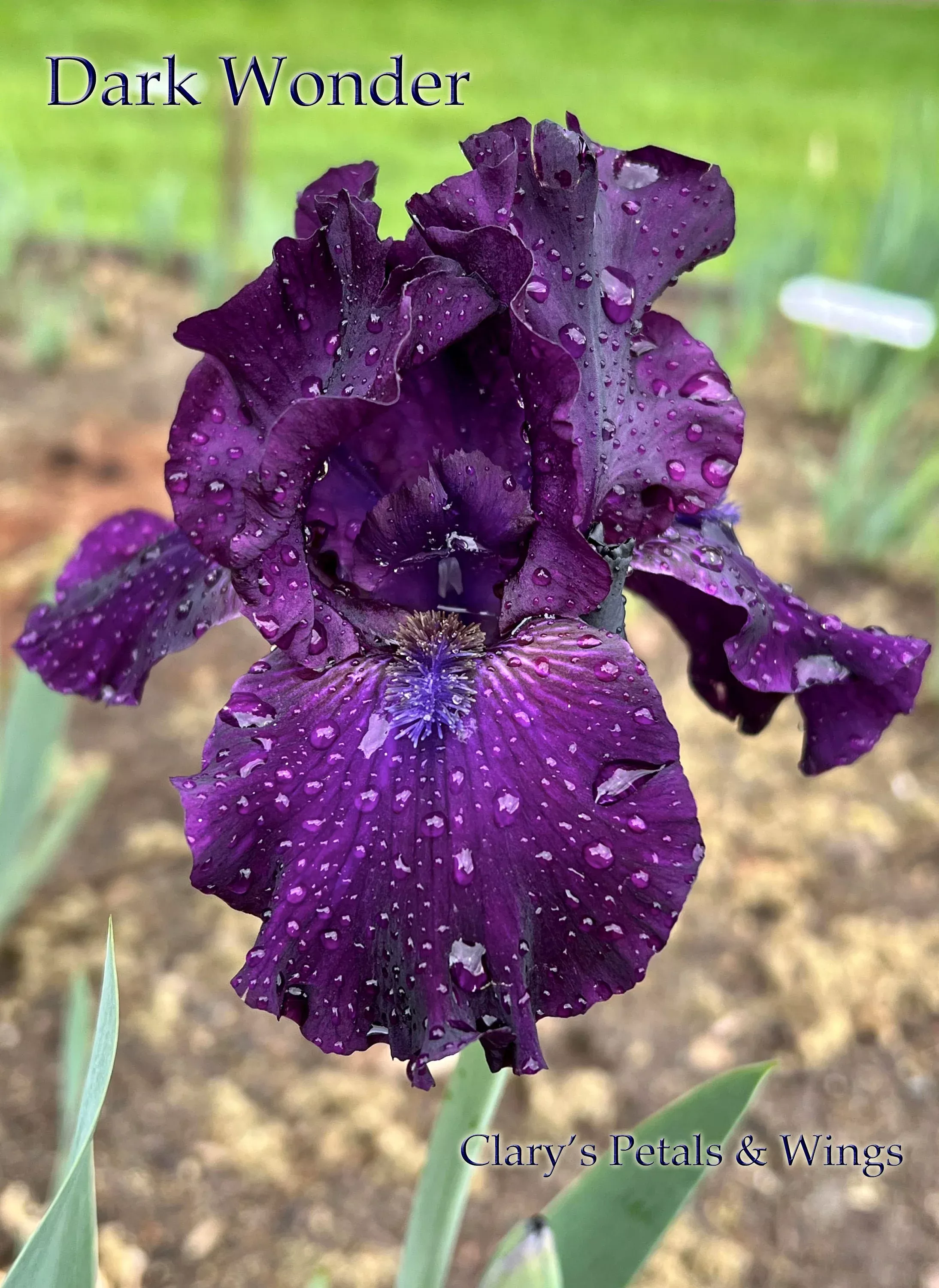 dark-wonder-2012-bb-fragrant DARK WONDER - 2012 - BB - Fragrant