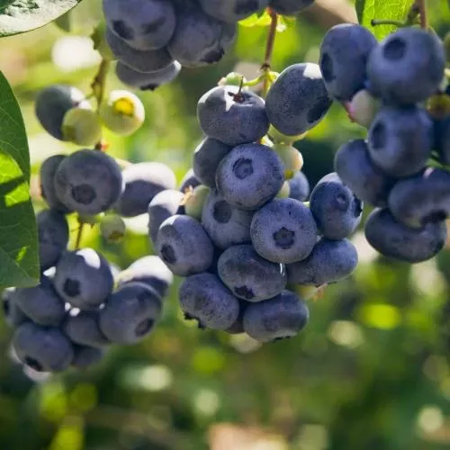 darrow-blueberry Darrow Blueberry