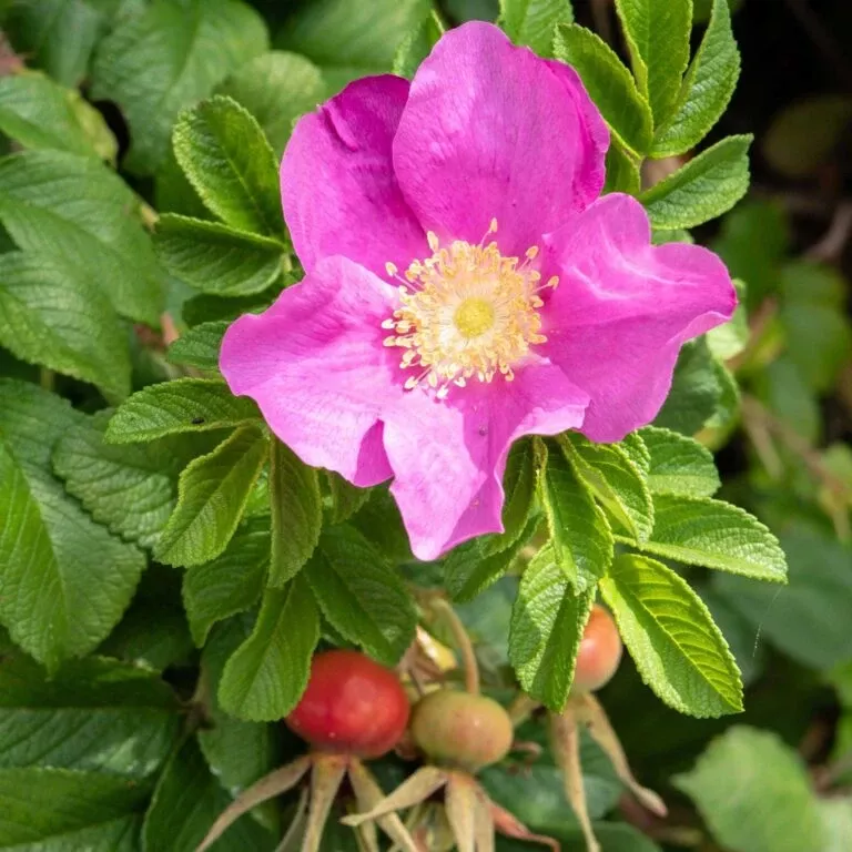 Dart’s Dash Rose