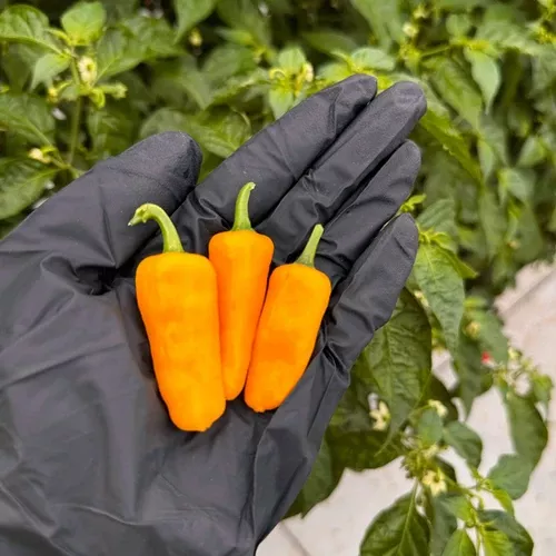 datil-hot-pepper Datil - Hot Pepper