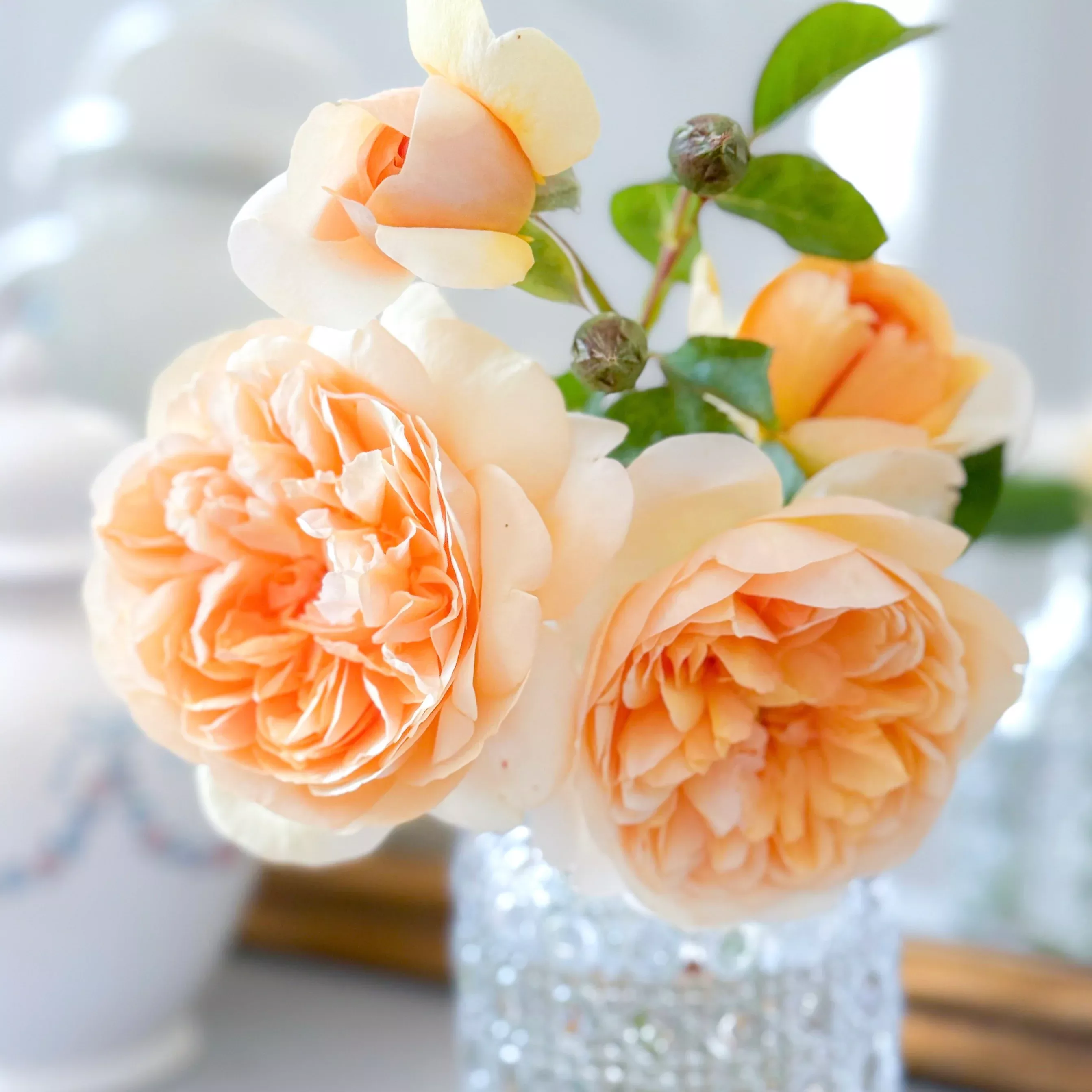david-austin-bring-me-sunshine-potted-rose David Austin Bring Me Sunshine Potted Rose