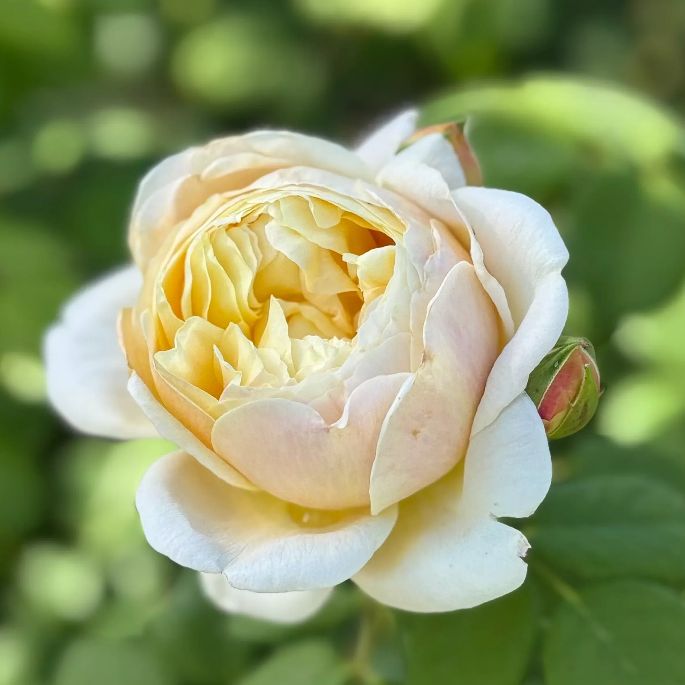 David Austin Charles Darwin Potted Rose Bush