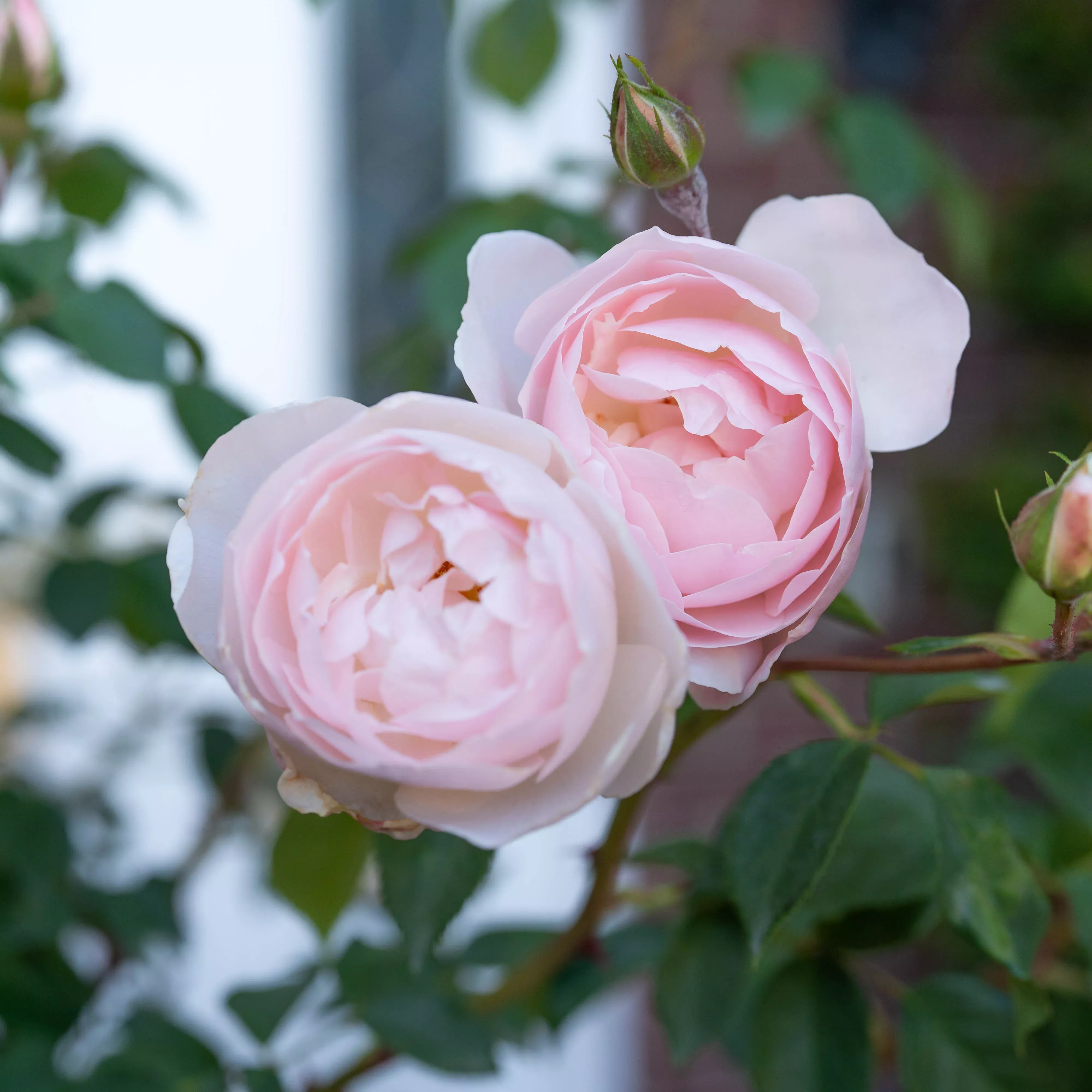david-austin-desdemona-potted-tree-rose David Austin Desdemona Potted Tree Rose