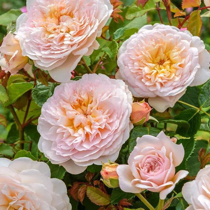david-austin-emily-bronte-potted-rose-bush David Austin Emily Bronte Potted Rose Bush