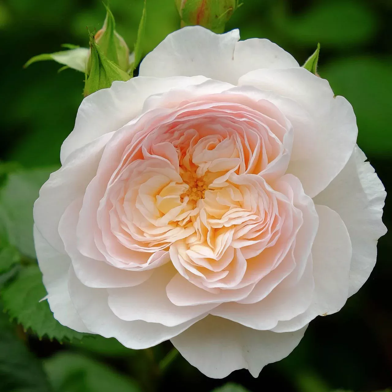 david-austin-emily-bronte-potted-tree-rose David Austin Emily Bronte Potted Tree Rose