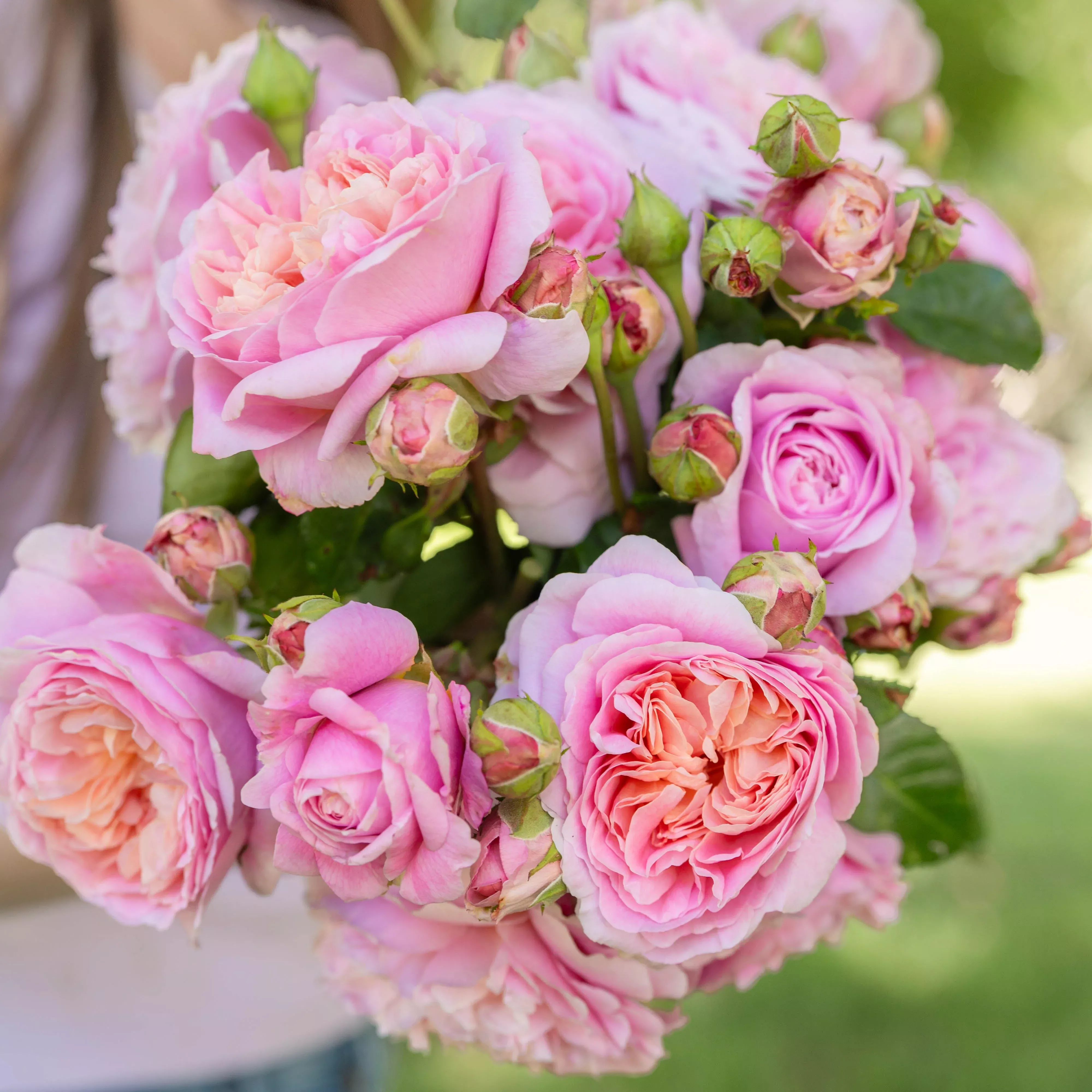 david-austin-eustacia-vye-potted-rose-bush David Austin Eustacia Vye Potted Rose Bush