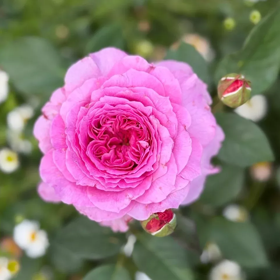 David Austin Gabriel Oak Potted Rose Bush