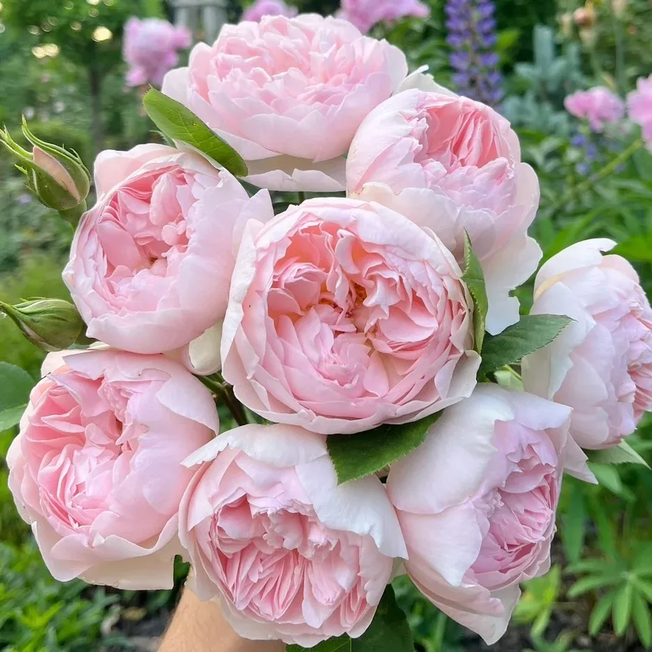 David Austin Gentle Hermione Potted Rose Bush