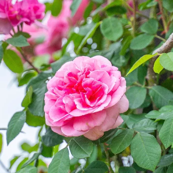 David Austin Gertrude Jekyll Potted Climbing Rose