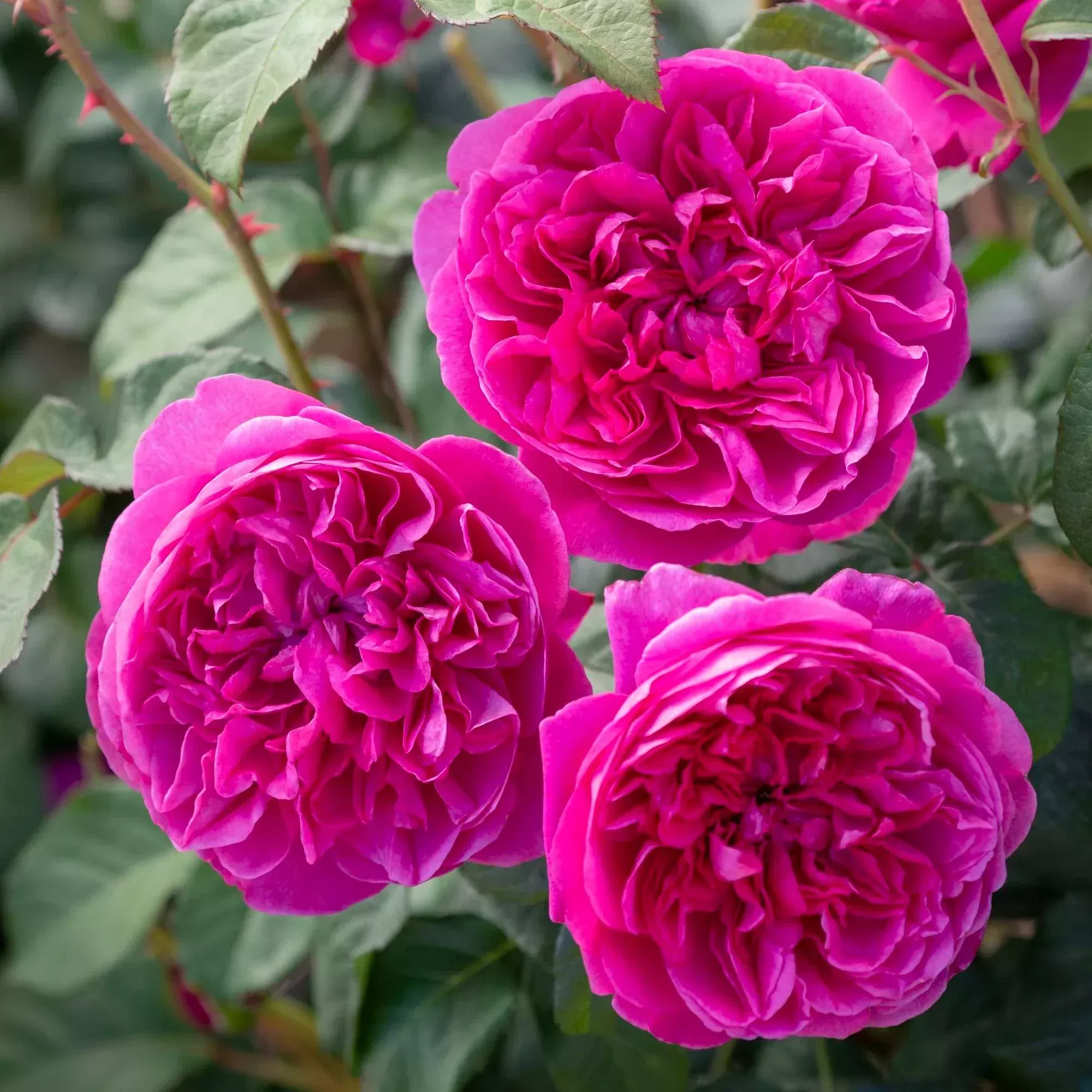 david-austin-james-l-austin-potted-rose-bush David Austin James L Austin Potted Rose Bush