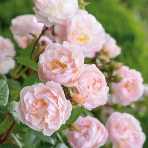 david-austin-lady-lake-potted-climbing-rose David Austin Lady of the Lake Potted Climbing Rose