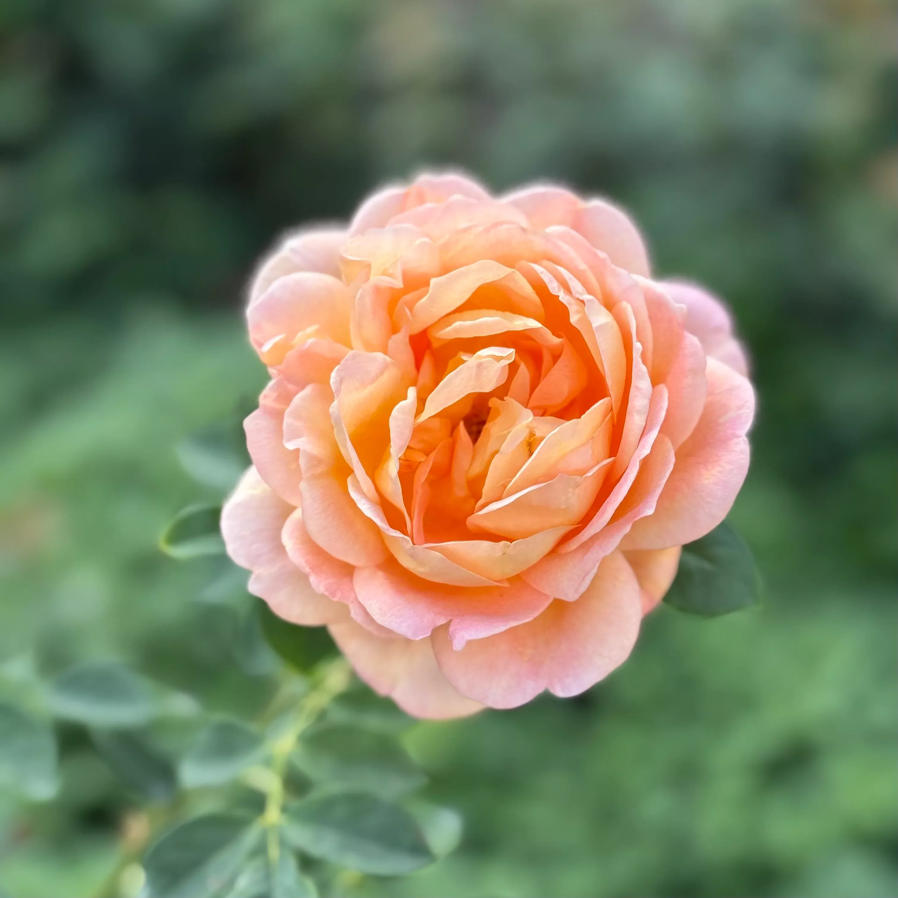 david-austin-lady-shalott-potted-rose-bush David Austin Lady of Shalott Potted Rose Bush
