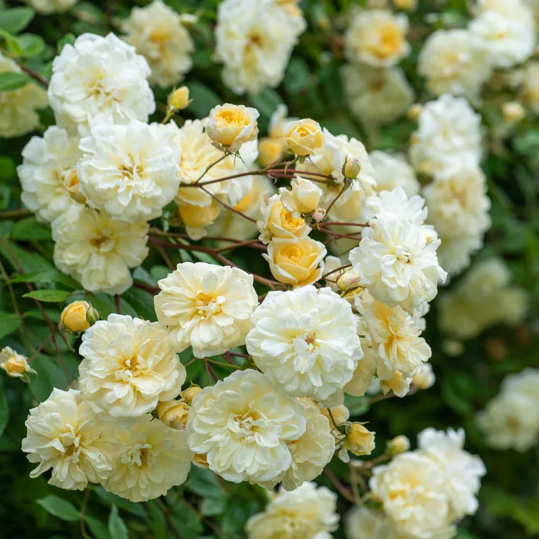 david-austin-malvern-hills-potted-climbing-rose David Austin Malvern Hills Potted Climbing Rose