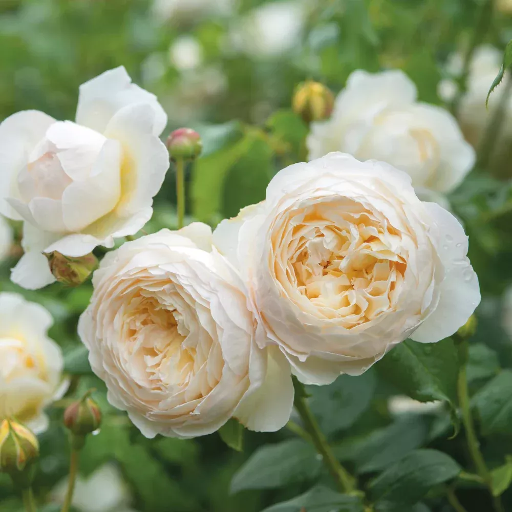 david-austin-rose-claire-austin David Austin Rose 'Claire Austin'