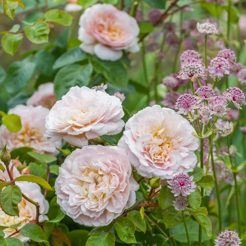 David Austin Rose 'Emily Brontë'