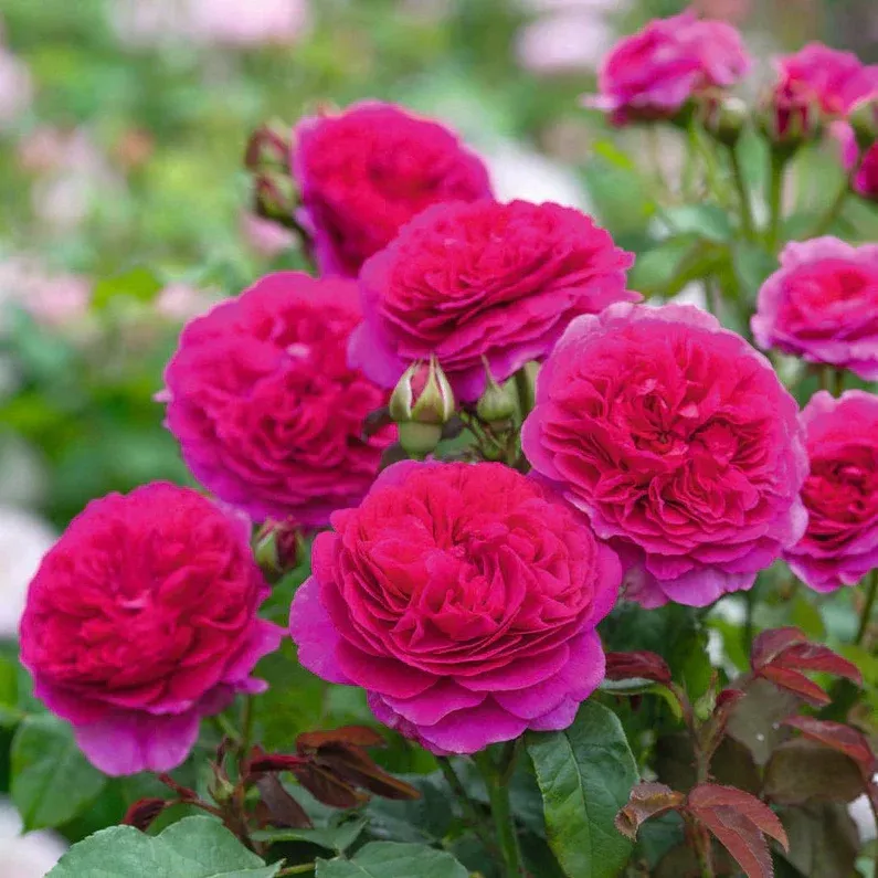David Austin Rose 'Gabriel Oak'
