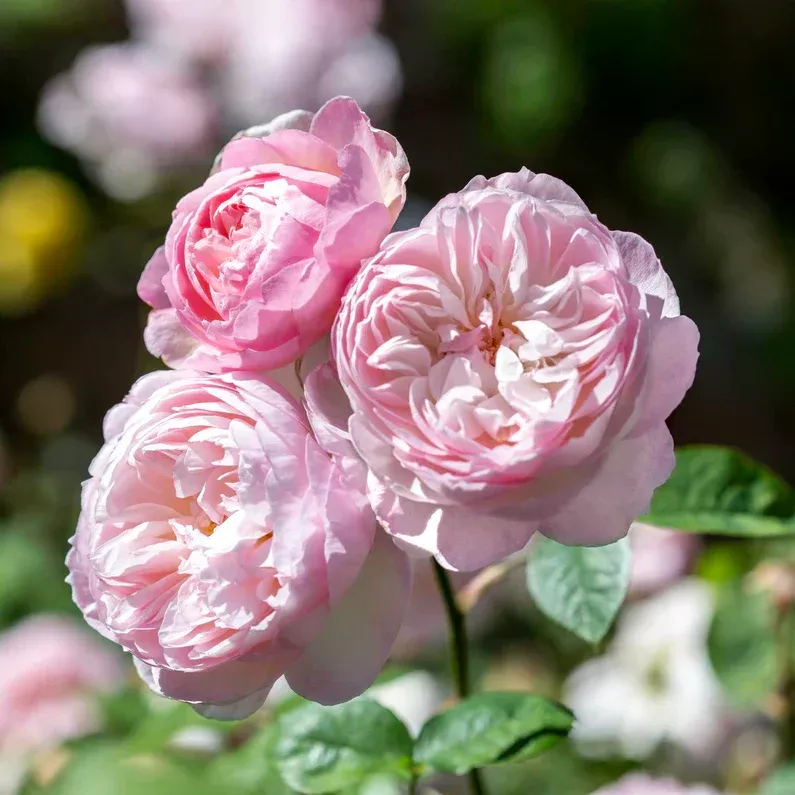 david-austin-rose-gentle-hermione David Austin Rose 'Gentle Hermione'