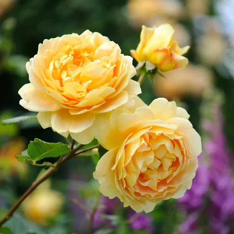 david-austin-rose-golden-celebration David Austin Rose 'Golden Celebration'
