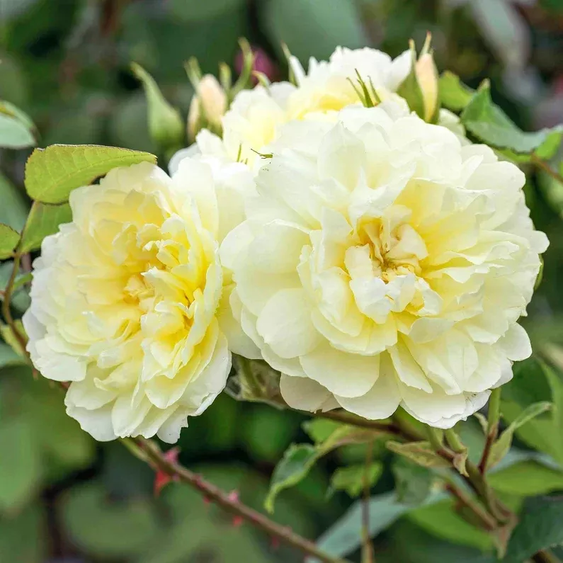 david-austin-rose-imogen David Austin Rose 'Imogen'