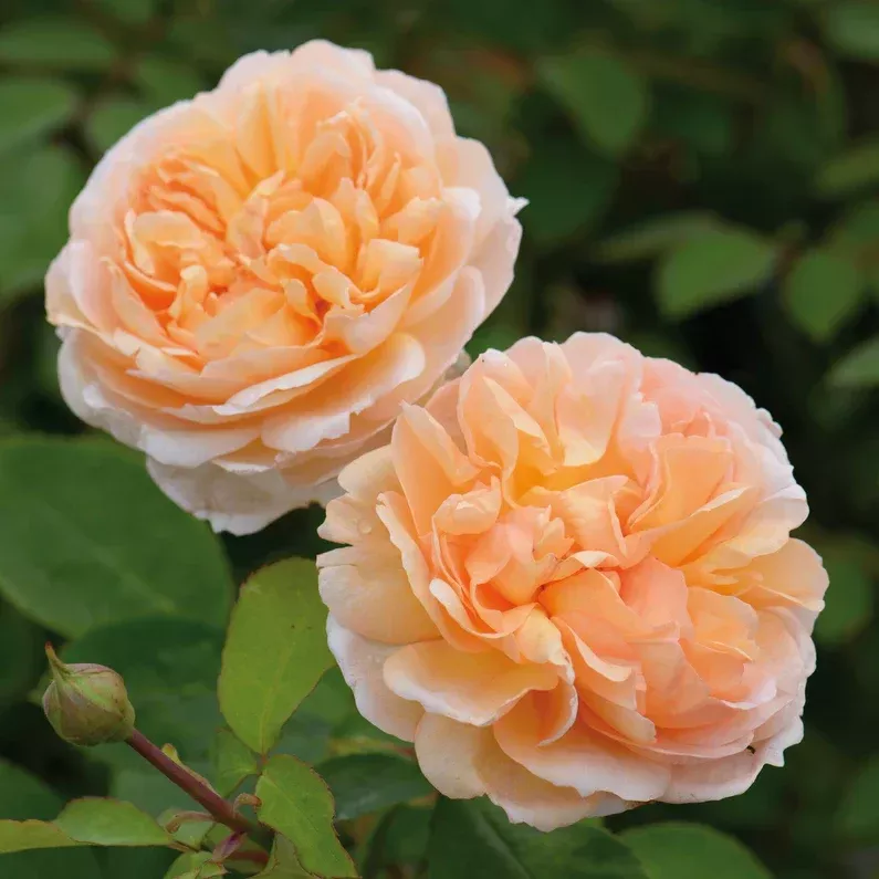 david-austin-rose-lady-gardener David Austin Rose 'The Lady Gardener'