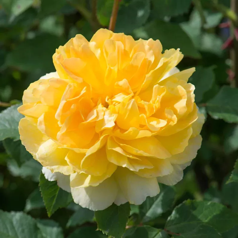 david-austin-rose-molineux-rose David Austin Rose 'Molineux Rose'