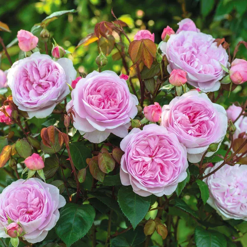 david-austin-rose-olivia-rose David Austin Rose 'Olivia Rose'