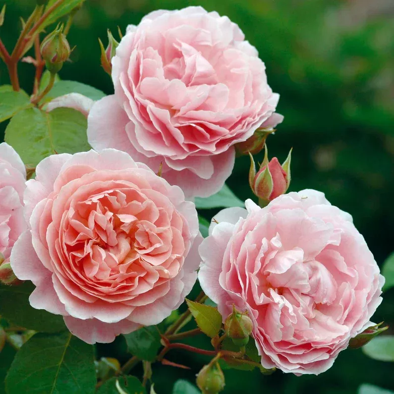 david-austin-rose-strawberry-hill David Austin Rose 'Strawberry Hill'