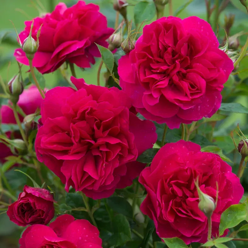 david-austin-rose-thomas-becket David Austin Rose 'Thomas A Becket'