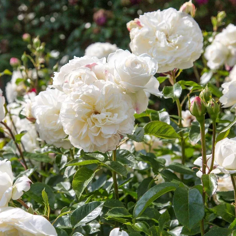 david-austin-rose-tranquility David Austin Rose 'Tranquility'