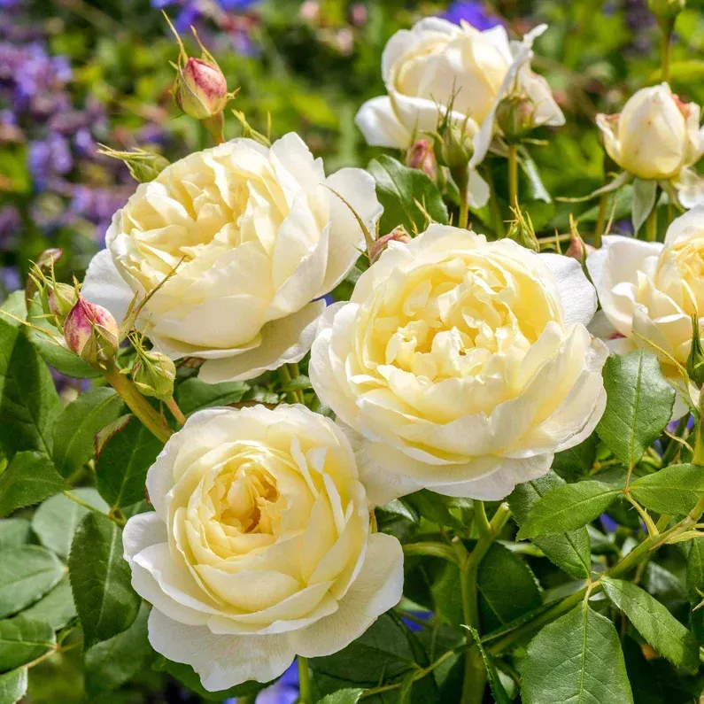 David Austin Rose 'Vanessa Bell'