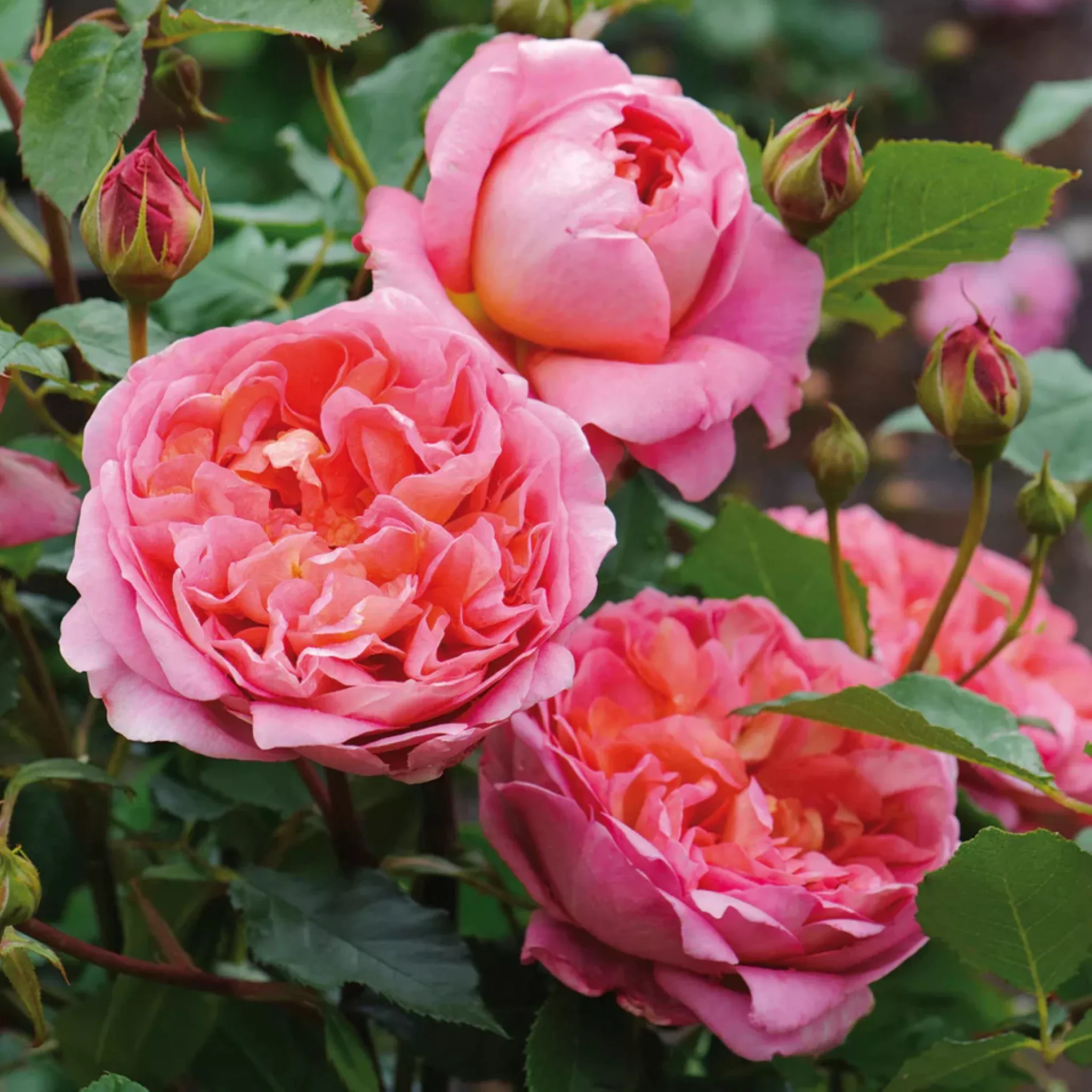 david-austin-rose David Austin Rose