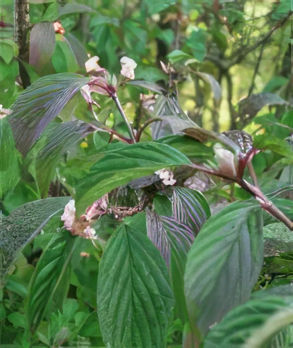 Dawn Viburnum