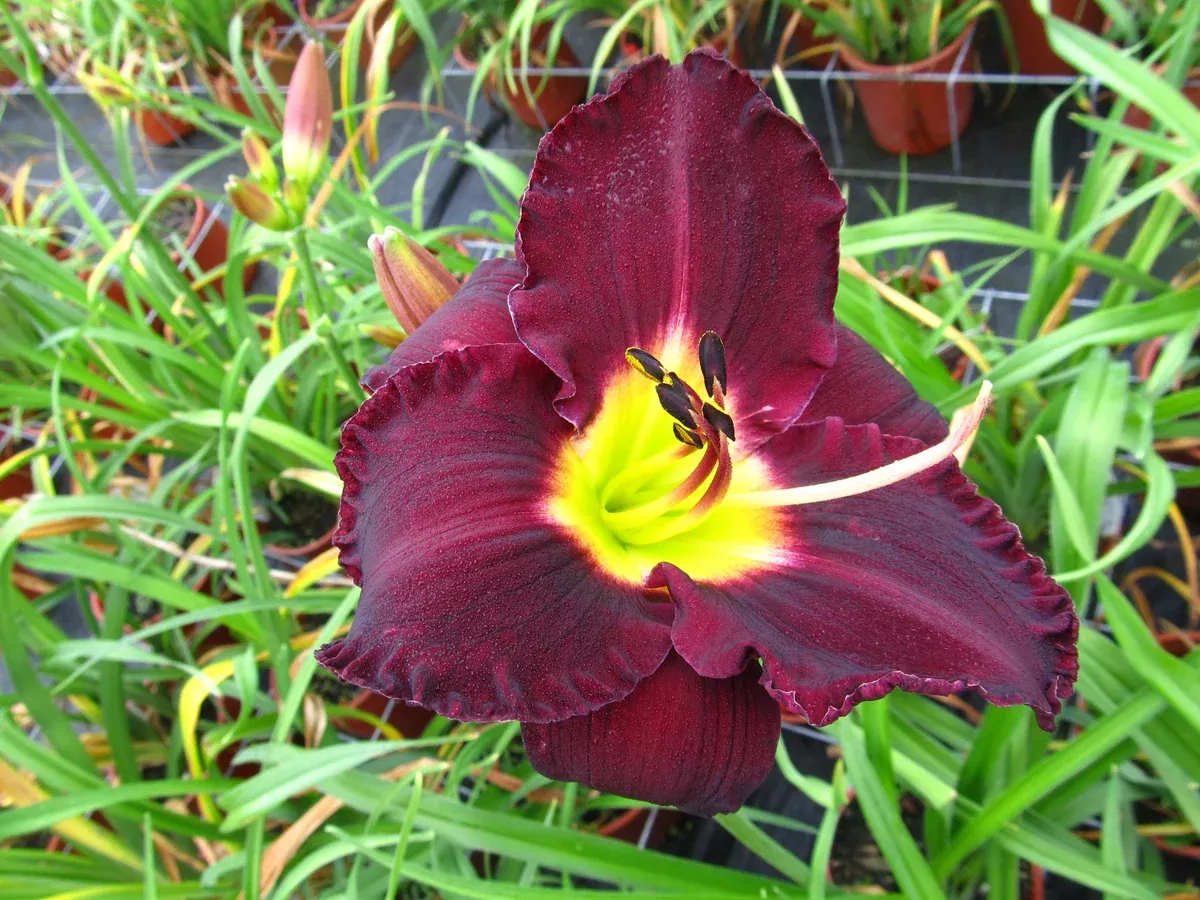 Daylily: 'Bela Lugosi' - 5.5"