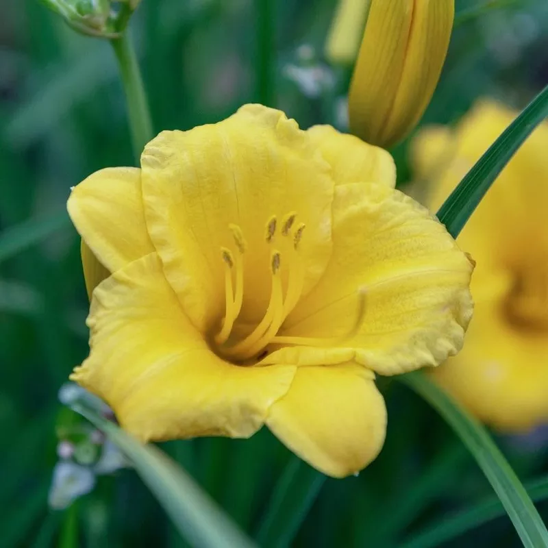 daylily-fragrant-returns Daylily - Fragrant Returns