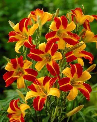 daylily-frans-hals Daylily (Frans Hals)