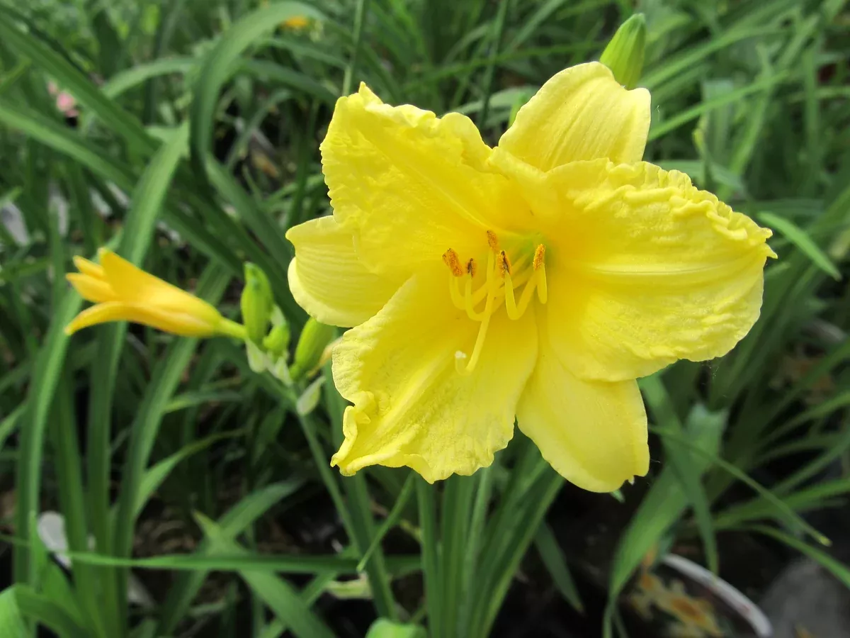 daylily-happy-returns-5-5 Daylily: 'Happy Returns' - 5.5"