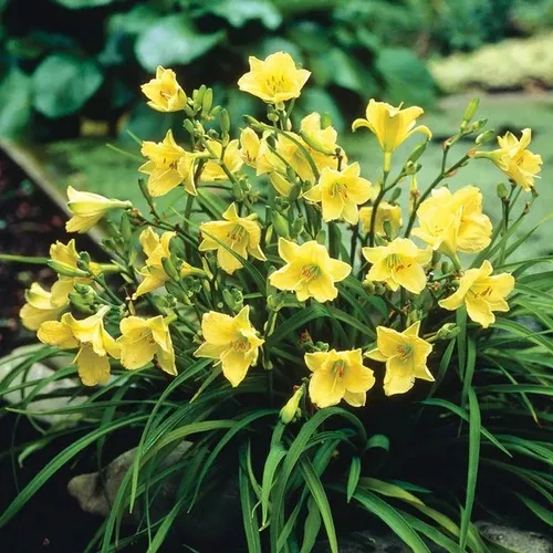 Daylily (Happy Returns)