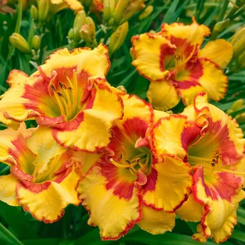 Daylily (Irresistible Charm)