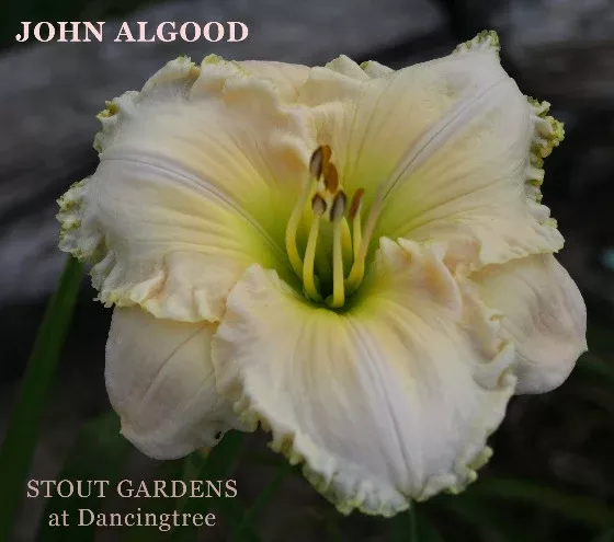 Daylily John Algood