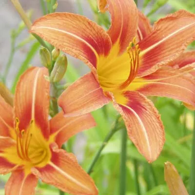 daylily-orange-fulva-bare-root-plants-minimum-quantity-25-plants Daylily Orange Fulva Bare Root Plants (Minimum Quantity: 25 Plants)