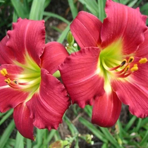 daylily-ruby-stella-bare-root-plants-minimum-quantity-25-plants Daylily 'Ruby Stella' Bare Root Plants (Minimum Quantity: 25 Plants)
