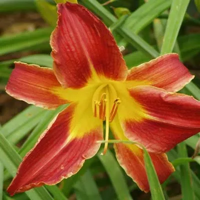 daylily-sammy-russell-bare-root-plants-minimum-quantity-25-plants Daylily 'Sammy Russell' Bare Root Plants (Minimum Quantity: 25 Plants)