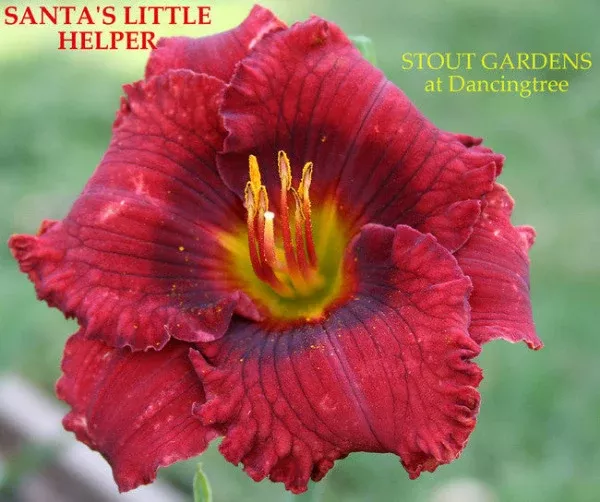 Daylily Santa's Little Helper