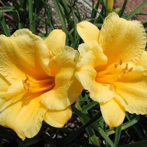 Daylily 'Stella d' Oro' - 3.5 inch Pots (Minimum Quantity: 25 Plants)