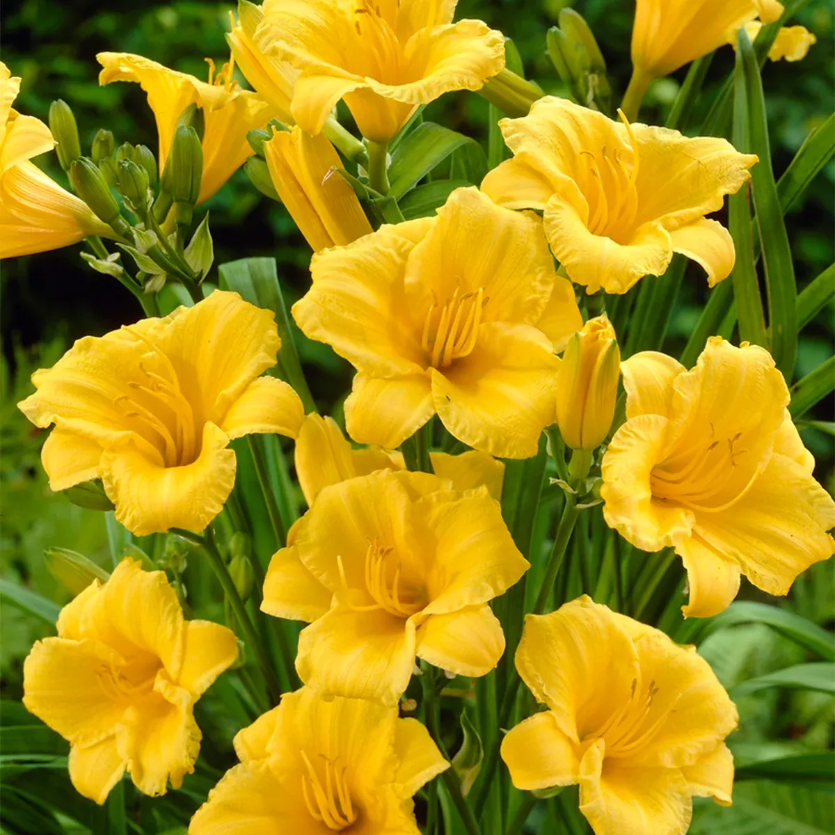 daylily-stella-d-oro-rebloomer Daylily - Stella D'Oro - Rebloomer