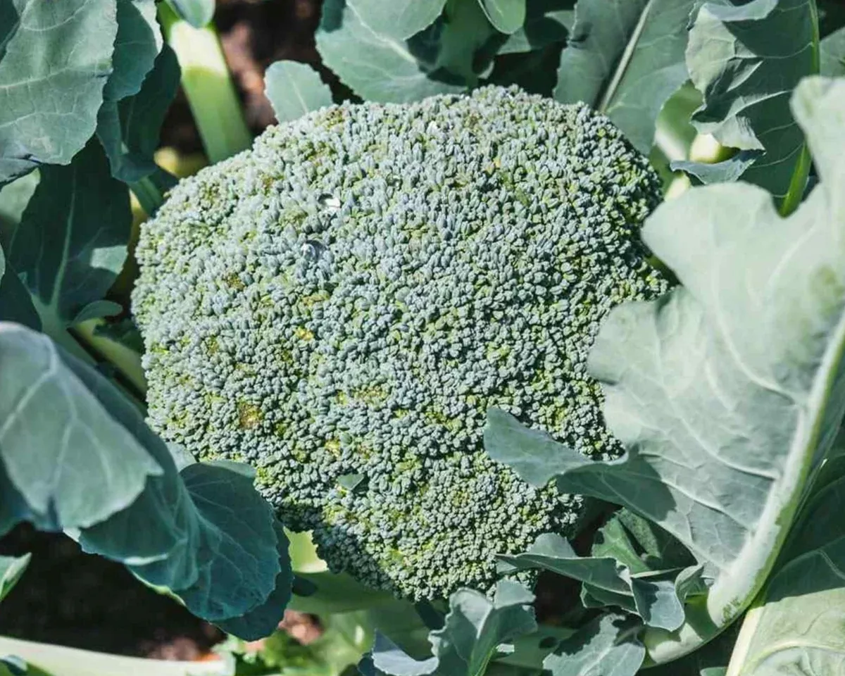 de-cicco-broccoli-seeds De Cicco Broccoli Seeds