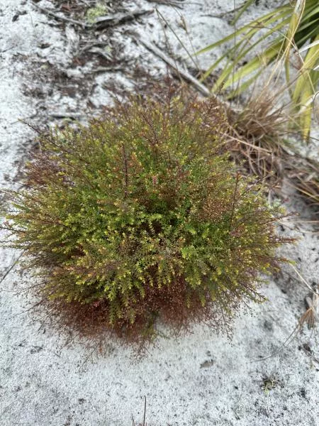Deckert’s Pinweed